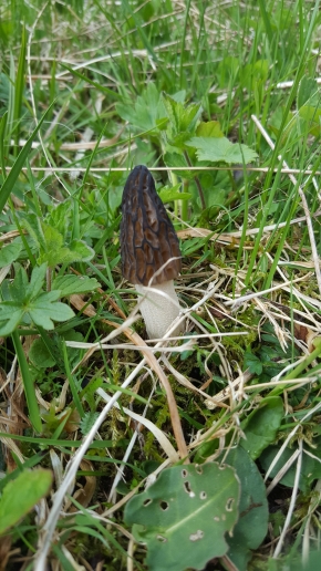 Sab. 25 maggio 2019 - Uscita a Cerentino e Aurigeno