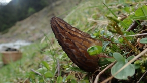 Sab. 25 maggio 2019 - Uscita a Cerentino e Aurigeno