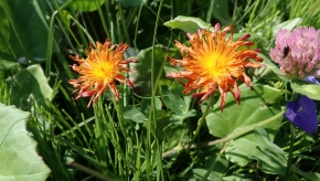 Dom. 21 luglio 2019 - Micologia alpina in Val Bedretto