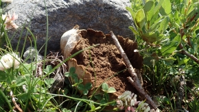 Dom. 21 luglio 2019 - Micologia alpina in Val Bedretto