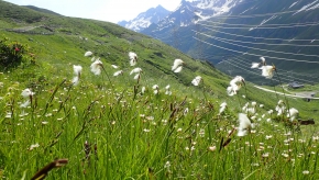Dom. 21 luglio 2019 - Micologia alpina in Val Bedretto