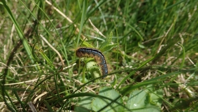 Dom. 21 luglio 2019 - Micologia alpina in Val Bedretto
