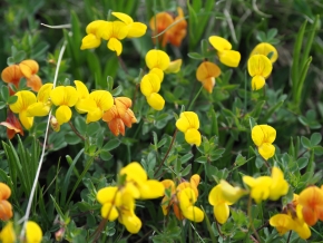 Dom. 21 luglio 2019 - Micologia alpina in Val Bedretto