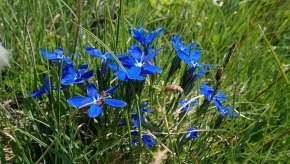 Dom. 21 luglio 2019 - Micologia alpina in Val Bedretto