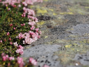 Dom. 21 luglio 2019 - Micologia alpina in Val Bedretto