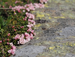 Dom. 21 luglio 2019 - Micologia alpina in Val Bedretto