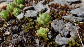 Dom. 21 luglio 2019 - Micologia alpina in Val Bedretto