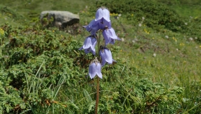 Dom. 21 luglio 2019 - Micologia alpina in Val Bedretto