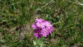 Dom. 21 luglio 2019 - Micologia alpina in Val Bedretto