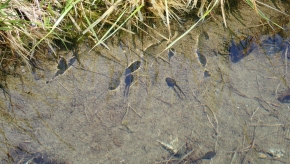 Dom. 21 luglio 2019 - Micologia alpina in Val Bedretto