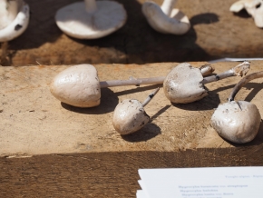 Dom. 21 luglio 2019 - Micologia alpina in Val Bedretto