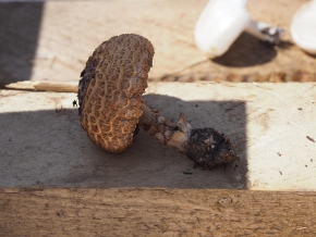 Dom. 21 luglio 2019 - Micologia alpina in Val Bedretto