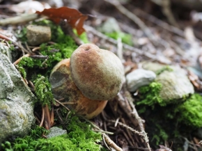 Mer. 14 - Sab. 17 agosto 2019 - Gita del comitato a Lehmen, Appenzello