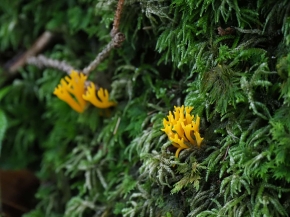 Mer. 14 - Sab. 17 agosto 2019 - Gita del comitato a Lehmen, Appenzello