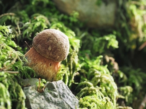 Mer. 14 - Sab. 17 agosto 2019 - Gita del comitato a Lehmen, Appenzello