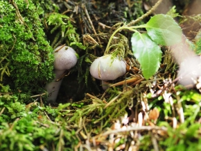 Mer. 14 - Sab. 17 agosto 2019 - Gita del comitato a Lehmen, Appenzello