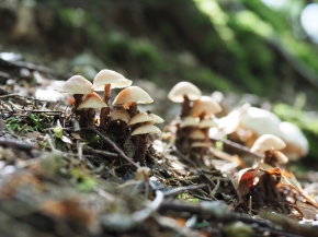 Mer. 14 - Sab. 17 agosto 2019 - Gita del comitato a Lehmen, Appenzello