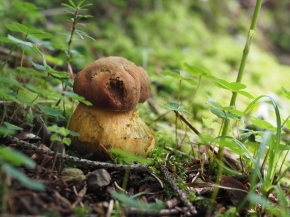 Mer. 14 - Sab. 17 agosto 2019 - Gita del comitato a Lehmen, Appenzello