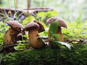 Mer. 14 - Sab. 17 agosto 2019 - Gita del comitato a Lehmen, Appenzello