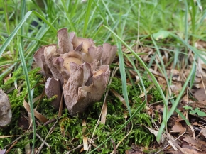 Mer. 14 - Sab. 17 agosto 2019 - Gita del comitato a Lehmen, Appenzello