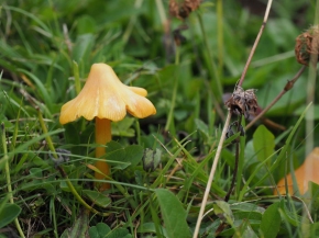 Mer. 14 - Sab. 17 agosto 2019 - Gita del comitato a Lehmen, Appenzello