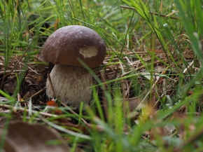 Mer. 14 - Sab. 17 agosto 2019 - Gita del comitato a Lehmen, Appenzello