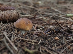 Mer. 14 - Sab. 17 agosto 2019 - Gita del comitato a Lehmen, Appenzello