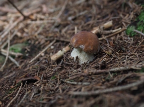 Mer. 14 - Sab. 17 agosto 2019 - Gita del comitato a Lehmen, Appenzello