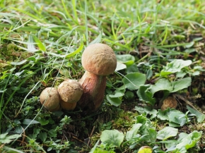 Mer. 14 - Sab. 17 agosto 2019 - Gita del comitato a Lehmen, Appenzello