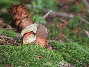 Mer. 14 - Sab. 17 agosto 2019 - Gita del comitato a Lehmen, Appenzello