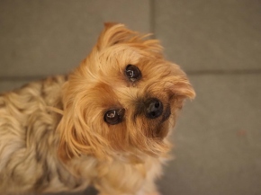 Mer. 14 - Sab. 17 agosto 2019 - Gita del comitato a Lehmen, Appenzello