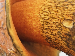 Mer. 14 - Sab. 17 agosto 2019 - Gita del comitato a Lehmen, Appenzello