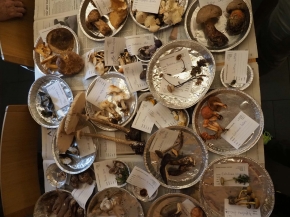 Mer. 14 - Sab. 17 agosto 2019 - Gita del comitato a Lehmen, Appenzello