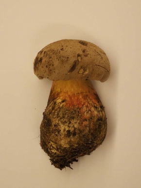 Mer. 14 - Sab. 17 agosto 2019 - Gita del comitato a Lehmen, Appenzello