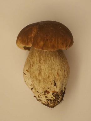 Mer. 14 - Sab. 17 agosto 2019 - Gita del comitato a Lehmen, Appenzello