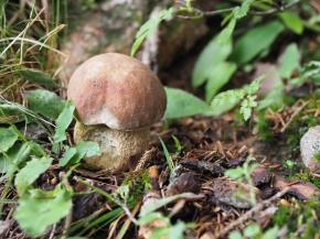 Mer. 14 - Sab. 17 agosto 2019 - Gita del comitato a Lehmen, Appenzello