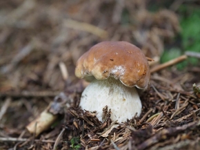 Mer. 14 - Sab. 17 agosto 2019 - Gita del comitato a Lehmen, Appenzello