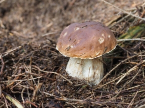 Mer. 14 - Sab. 17 agosto 2019 - Gita del comitato a Lehmen, Appenzello