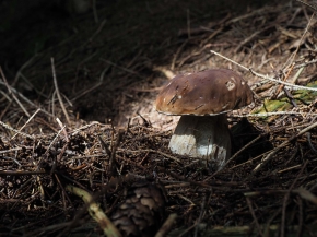 Mer. 14 - Sab. 17 agosto 2019 - Gita del comitato a Lehmen, Appenzello