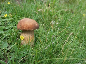 Mer. 14 - Sab. 17 agosto 2019 - Gita del comitato a Lehmen, Appenzello