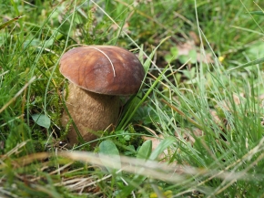 Mer. 14 - Sab. 17 agosto 2019 - Gita del comitato a Lehmen, Appenzello