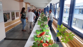 Sab. 21 e dom. 22 settembre 2019 - Mostra del fungo a Muralto