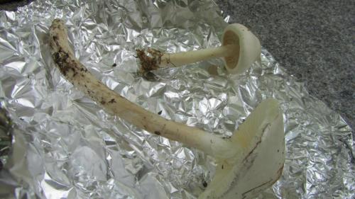 Roberta-Amanita-verna-originale