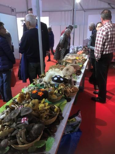 Mostra Espo Verbano 2018