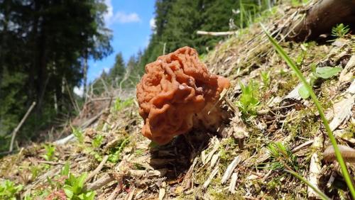 Gyromitra-gigas