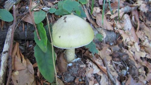 Phalloides220Roby
