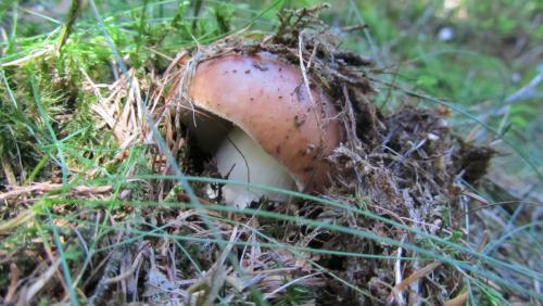 Russula255Roby